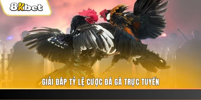 99oke ga choi cau thanh