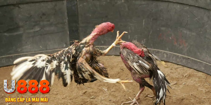 99oke đăng nhập liêng hôm nay